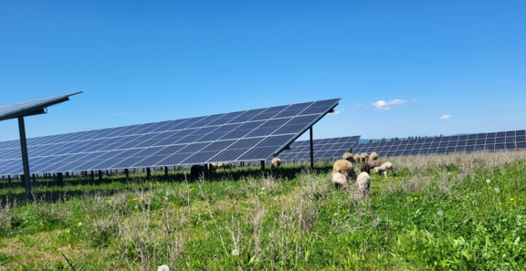 Solarpark als Weidefläche Auf einer grünen Wiese sind im linken und hinteren Bereich Module einer PV-Freiflächenanlage zu sehen. Rechts im Bild grasen einige Schafe. Die Sonne scheint. Der Himmel ist blau und wolkenlos.