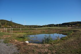 Biotop kleiner Tümpel mit Wald im Hintergund